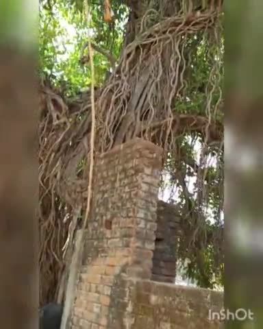 राजपुर: #प्राचीन #वट #वृक्ष का वजूद समाप्ति के कामगार पर- #राजपुर