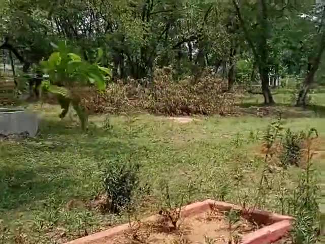 चितरपुर: #rajrappa project news project park mai bahut se trees