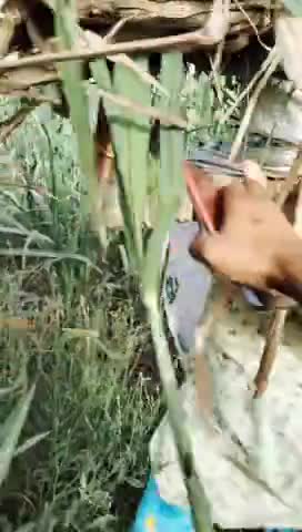बड़ौत: mukandpur: क्या यही है पुलिस की निष्पक्ष कार्यवाही 112 की गाड़ी ने अपने सामने किसान की फसल तबाह करवाई#जियो और जीने दो#