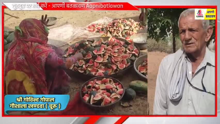पूर्व मंत्री व चूरु विधायक राजेन्द्र राठौड़ समेत दानदाताओं ने गौशाला में गायों के लिए भेजे तरबूज #rajendrarathore
