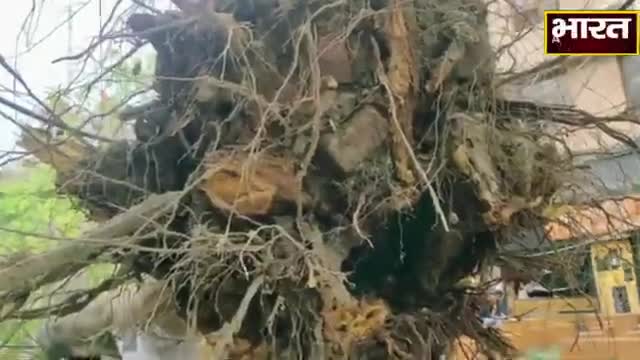 कानपुर: #कानपुर#काकादेव कोचिंग क्षेत्र में आंधी में पेड़ उखड़ कर कार पर गिरा#