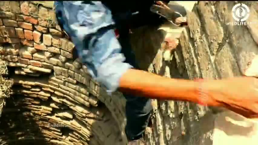 कुवें में गिरी बिल्ली का Wildlife SRO द्वारा किया गया रेस्क्यू।
#wildlifesro #animal #animalrescue #catrescue #cat