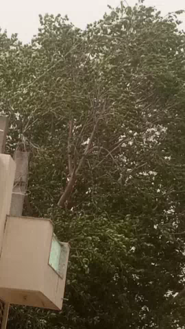 मुरैना नगर: मुरैना में आया भयंकर तूफान जिसे देख लोगो ने किए घरौ के दरवाजे बंद।
#सौरभ पाराशर
#abp_news