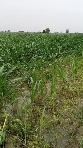 डिबाई: #####आधी और तूफान तथा वषाॆ से मकका का हुआ भारी नुकसान####