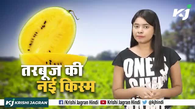 Yellow WaterMelon : पीले रंग का तरबूज बाजार में आते ही खरीदने का उत्साह दुगना हो गया है | #Benefits #yellowwatermelon