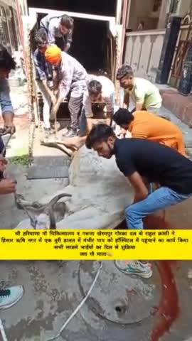 श्री हरियाणा गौ चिकित्सालय व गरूवा खैरमपुर गौरक्षा दल की मदद से घायल गाय को चिकित्सालय पहुंचाया #gruwakhairampur