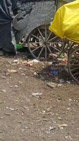 सहावर: गंदगी का अंबार ये जानवर रहते हैं हर समय खुले#amanpur