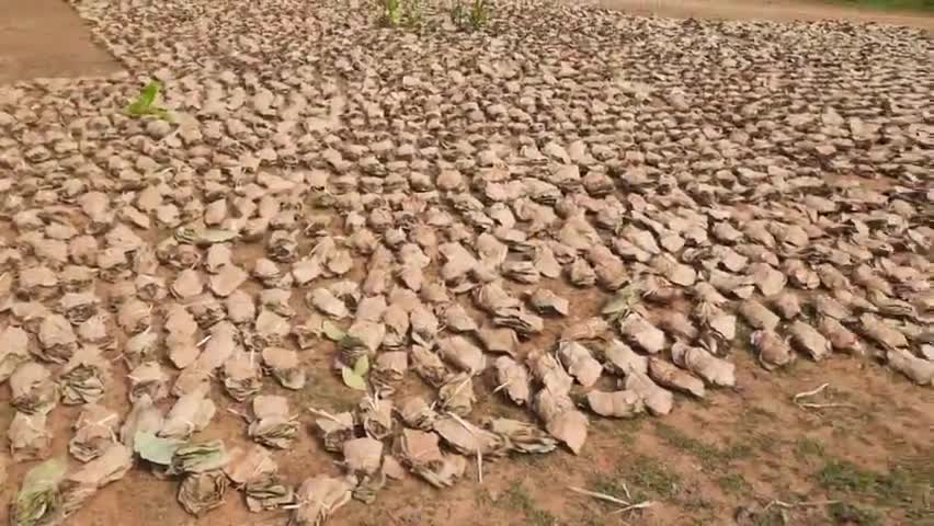 कटोरिया: #बीड़ी पत्ते से गरीबों को मिल रहा  रोजगार#