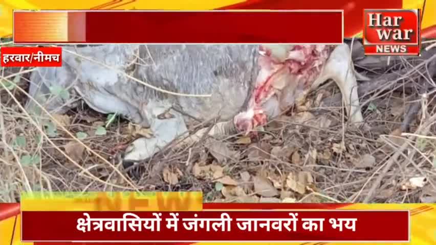 जीरन: *#नीमच - #हरवार - जंगली जानवर ने गाय के बछड़े को बनाया शिकार*

देखें पूरी खबर Harwar news YouTube channel पर