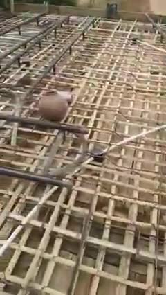 *मकान के छत में लोहे की जगह बांस का प्रयोग... 100 साल की गारंटी* #timesnow  #itssunilbhati #vairal #bluetick