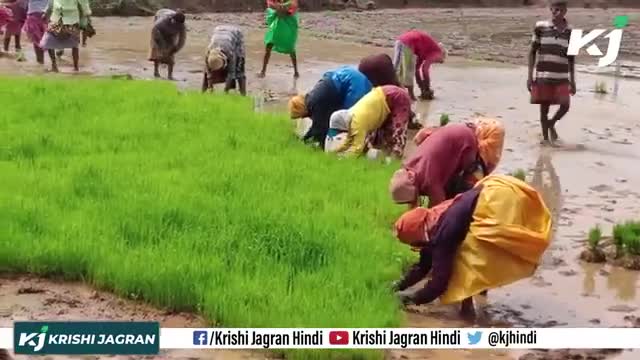 Net House Farming : जानिए कैसे होती है नेट हॉउस खेती से पानी और समय की बचत ! 
#PolyHouse #Benefit #nethousefarming