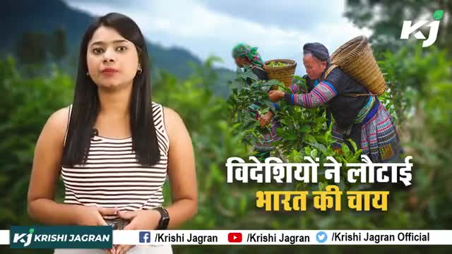 Tea Export : गेहूं के बाद चायपत्ती के निर्यात पर संकट, विदेशियों ने लौटाई भारत की चाय 
# IndianTea #teaexport #tea