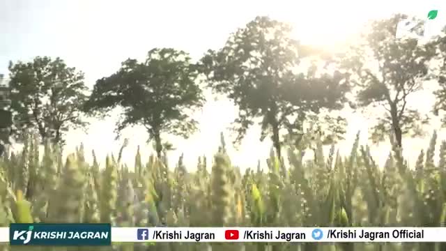 Wheat Variety : गेहूं की इस चमत्कारी किस्म से 75 Quintal प्रति Hector की दर से होती है पैदावार
#wheatvariety #agri