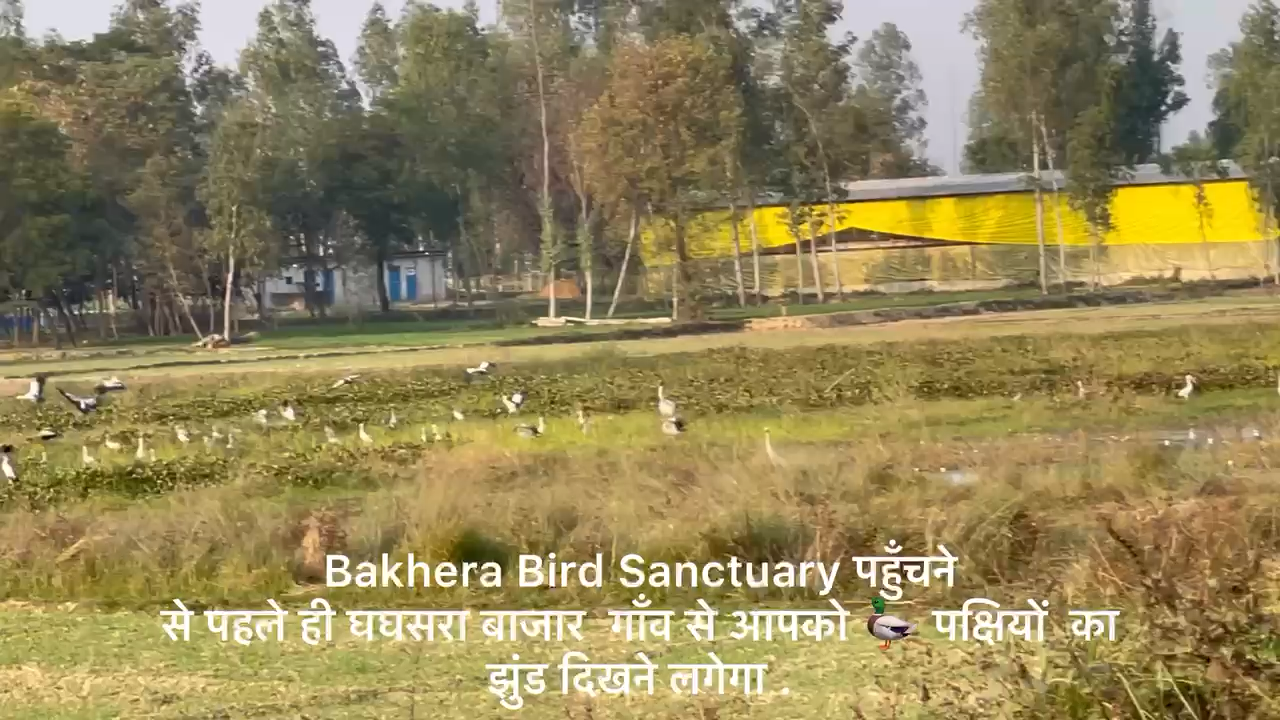 #bakhera_bird #sanctuary #बखीरा #झिल #santkabirnagar @santkabirnagar #fish #bird #uttarpredesh