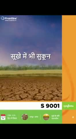 ऊपरी जमीन में वर्षा आधारित खेती के लिए सर्वोत्तम धान फ्रंटलाइन एस 9001#kisano#monsoon #livenews