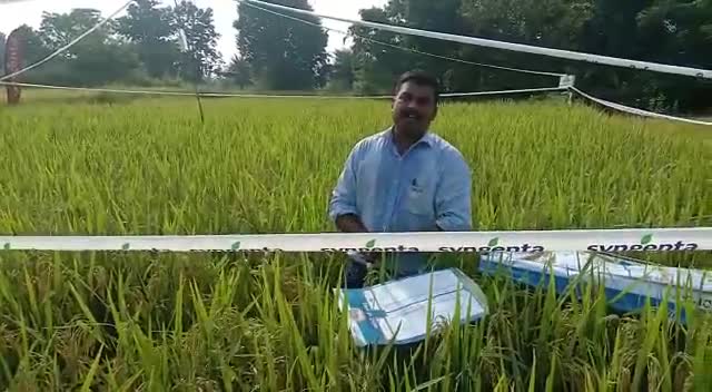 रामानुजगंज सबसे ज्यादा उपज देने वाला धान फ्रंटलाइन यस 4003 जो देता है सबसे ज्यादा उत्पादन का भरोसा#livenews #live_news
