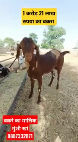 नागौर के रोडू गांव से खबर
बकरे पर अल्लाह और मोहम्मद नाम #goat #news #nagaur #ladnun #didwana
