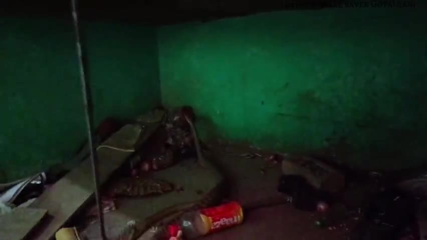 कुचायकोट: रामपुर चौबे टोला अष्ट्यम यज्ञ के दौरान रसोई घर में निकला बहुत बड़ा साप गांव में मची खलबली #DR JAMSHER