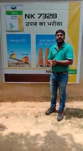 सबसे ज्यादा उत्पादन देने वाला मक्का NK 7328 जो देता है विपरीत परिस्थिति में भी उपज का भरोसा#live #livenews #monsoon