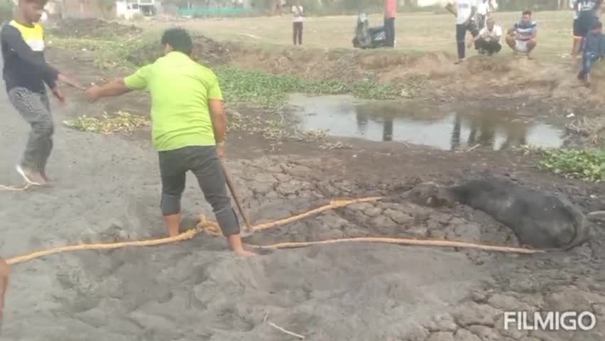 अंबाला शहर के वार्ड नंबर 15 जंडली लाइनों के समीप 6 घंटे से दलदल में फंसी गाय को रेस्क्यू किया #गुहार के माध्यम से