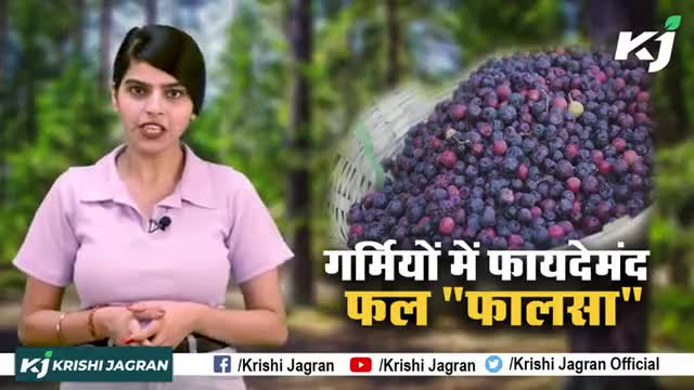 Seasonal Fruit : इस छोटे से फल में छुपे है अनगिनत फायदे !

#FalsaFruit #SeasonalFruit #SummerSeason
