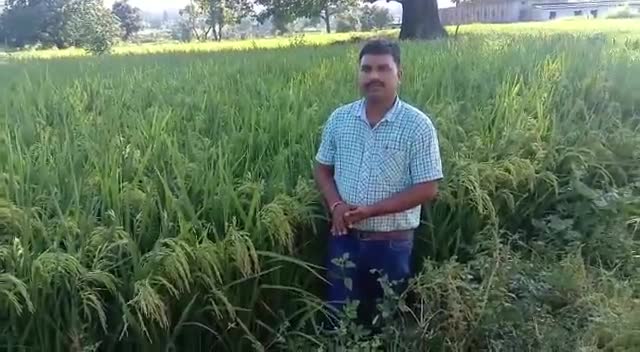 गादर चावर खेत मे ज्यादा पैदावार कमाना है तो फ्रंटलाइन S 4003 ही लगाना है#livetv