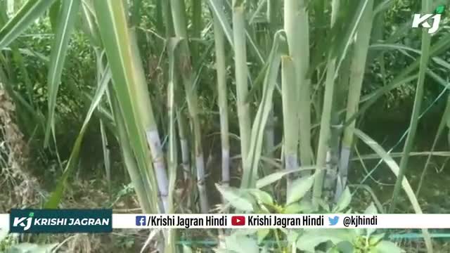 गन्ने की अच्छी पैदावार के लिए क्या है जरूरी ! 

#Sugarcane #NaturalFarming #SugarcaneCultivation