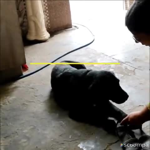 #NEWS Jaunty hates Shoes #Nature #blackLabrador #funnyvideos