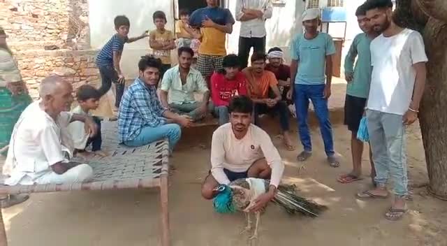 लाला रामपुरा में कुत्तों के हमलों से राष्ट्रीय पक्षी मोर घायल, वनकर्मियों ने करवाया उपचार