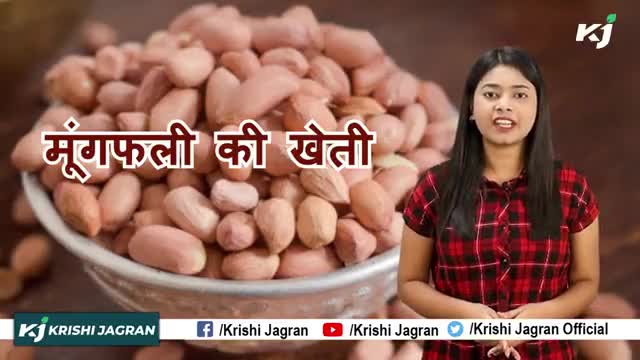 Peanut Farming : जानिए ! खरीफ और जायद में मूंगफली की खेती क्यों की जाती है।
#PeanutFarming #GroundnutCultivation #Khari