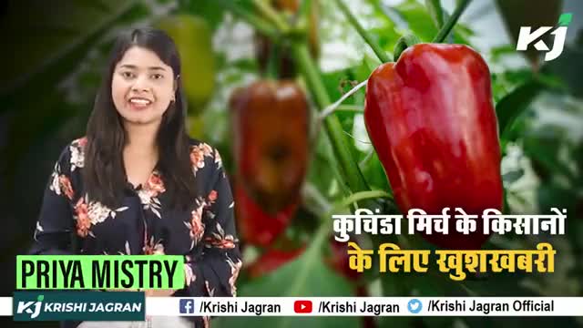 Odisha : सरकार उड़ीसा में Kuchinda Chilli की खेती करने वाले किसानों को देगी GI Tag का तोहफा 

#GITag #KuchindaChil