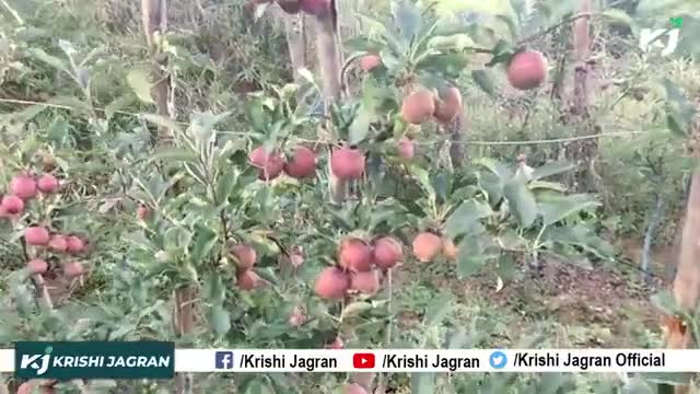 Apple Farming in India | सेब की खेती | Apple High Density Plant 

#AppleFarming #HighDensityPlant #Intercropping