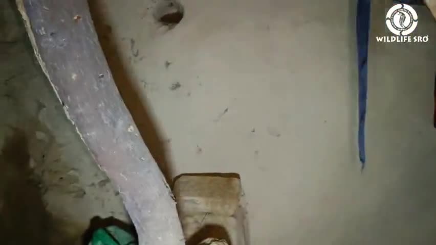 rat snake rescue
https://YouTube.com/c/wildlifesro/
#wildlifesro sro