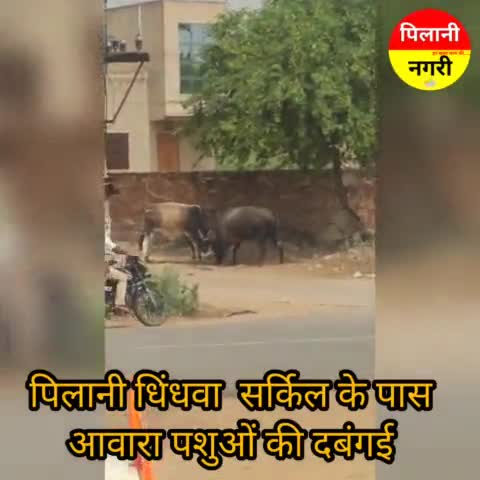 सूरजगढ़: #Pilani में आज धिंधवा सर्किल के पास आवारा पशुओं की दबंगई की झलक साफ देखी गई #PilaniNews #पिलानी_नगरी #पिलानी #News