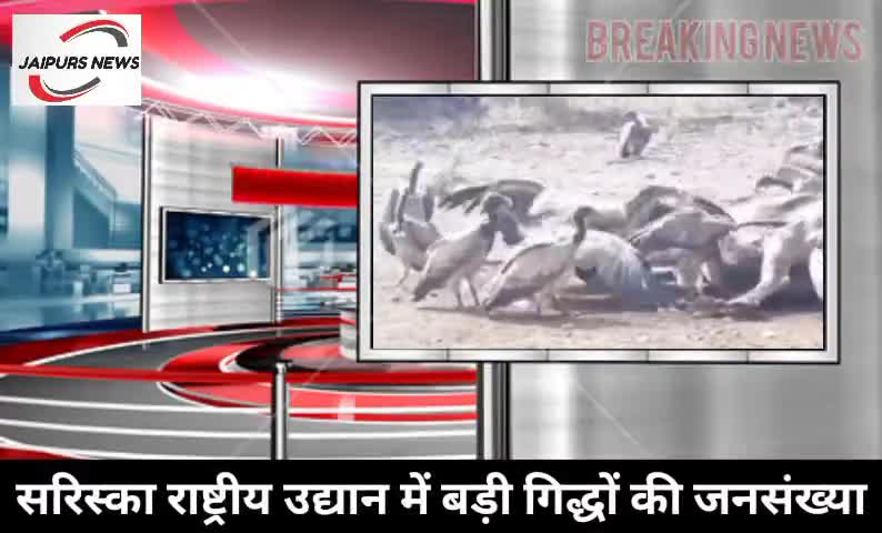 सरिस्का राष्ट्रीय उद्यान में बड़ी गिद्धो की  जनसंख्या #jaipurs #nationalpark