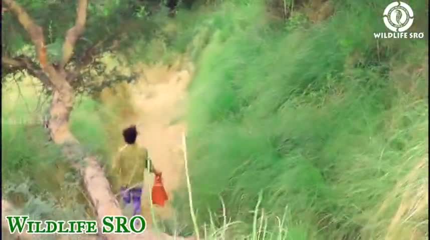 सांपो को जंगल में आजाद किया।
#wildlifesro