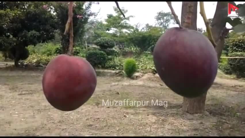 बिहार का यह शूगर फ्री आम सुर्ख़ियों में, पकने तक बदलता है 16 बार रंग
#muzaffarpurmag  #mango
#muzaffarpur