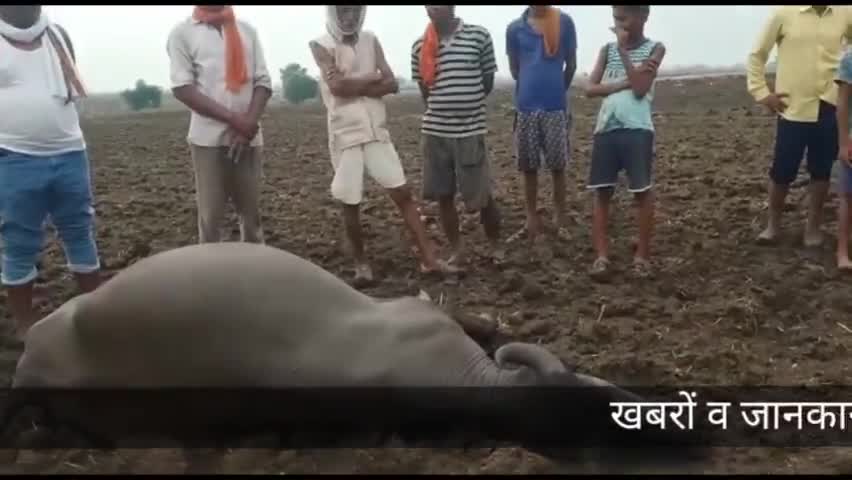कुशेपुर में भैंस के ऊपर गिरी आकाशीय बिजली,भैंस की हुई मौत। #आकाशीय_बिजली #मौत #भैंस #खेत #किसान #मुआवजा #snju #issue