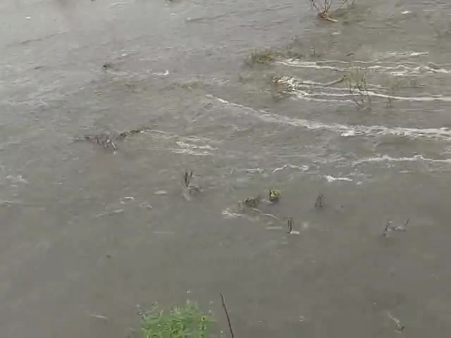 Jalalagarh #Koshi nadi me pani
