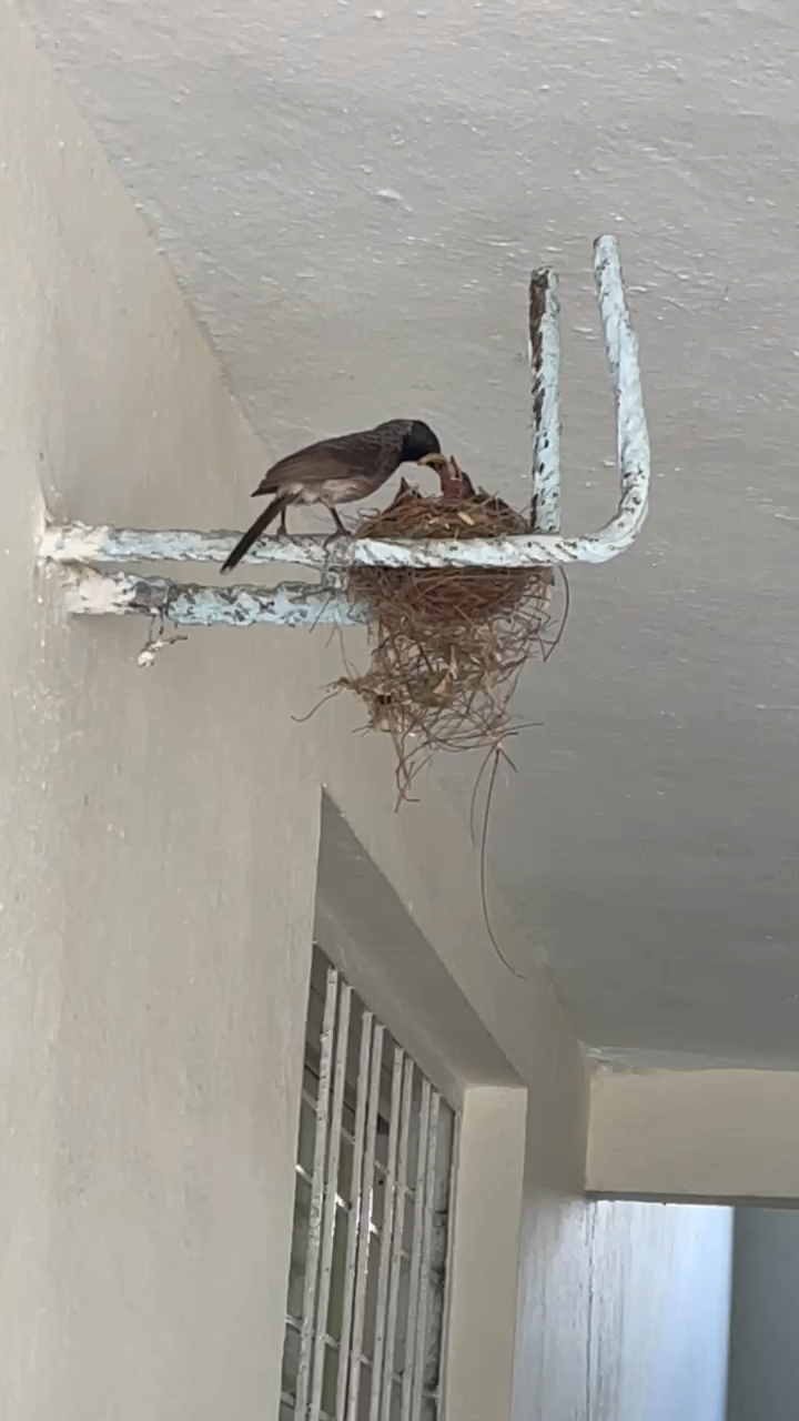#Mother (#Bird) feeding her chicks. 

[shot by #Myownlens]


#Animallove #birdlovers