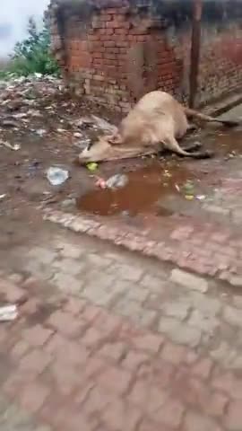 Breaking : मोहल्ला जुबली गंज में गाय की करंट लगने से हुई मौत 😓😓 #nanpara #bahraich #swamivivekjaiswal