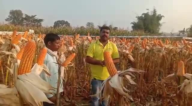 एनके 7328 जो देता है विपरीत परिस्थिति में भी भरपूर उपज#livebokaro #news_hunt #new #news24