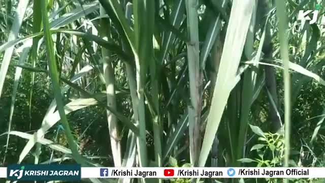 Sugarcane Farming : गन्ने की खेती के समय इन बातों का रखें ध्यान 

#SugarcaneFarming #Sugarcanene #Farmers
