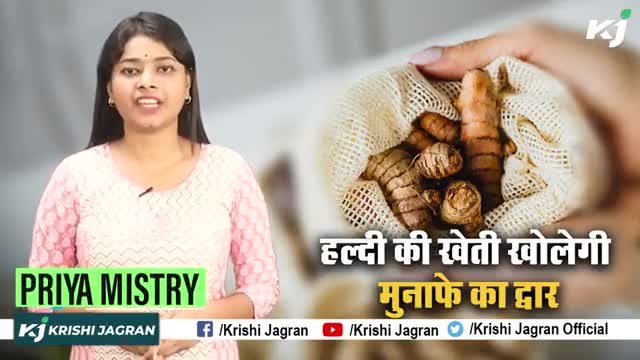 Haldi की खेती कब और कैसे करें पूरी जानकारी

#Turmeric #TurmericFarming #TurmericCultivation