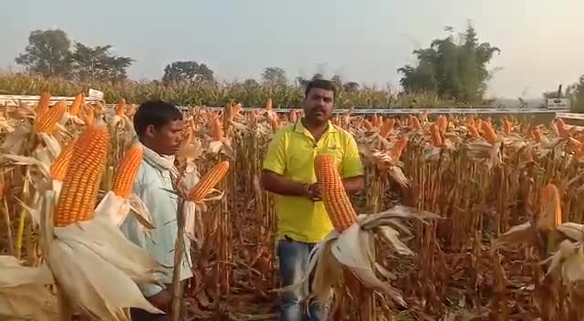 NK7328 मक्का जो देता है उपज का भरोसा#newsupdates #live_news