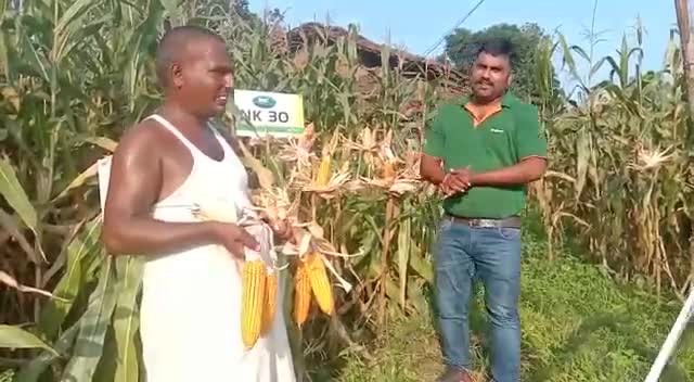 NK30 मक्का जो देता है विपरीत परिस्थिति में भी अधिक उत्पादन#live_news #news_