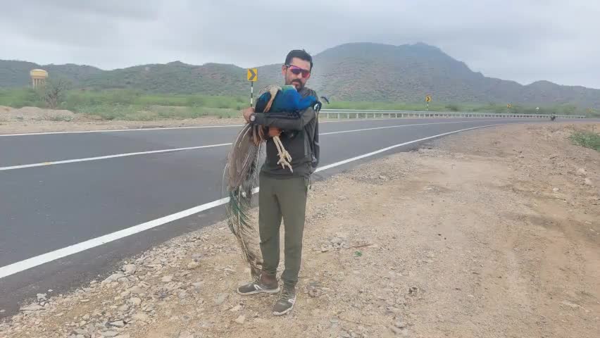 8वां राष्ट्रीय पक्षी मोर बचाया गया
राणीगांव में कुत्तों ने किया था घायल

national bird peacock

#peafowl  #greenmanofindia