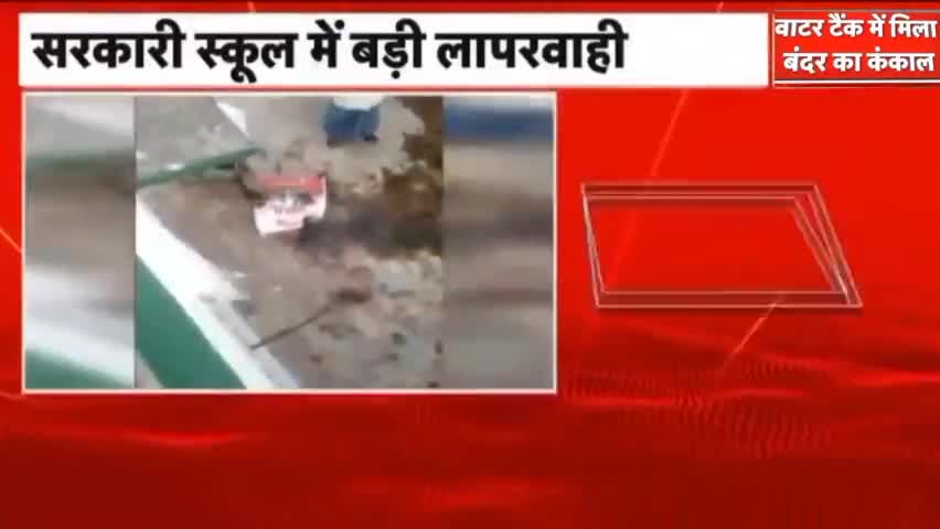 अमरोहा: अमरोहा सरकारी स्कूल की टंकी में मिला बंदर का कंकाल, #ग्राम #news #viral #amroha #amrohanews आज की ताजा खबर