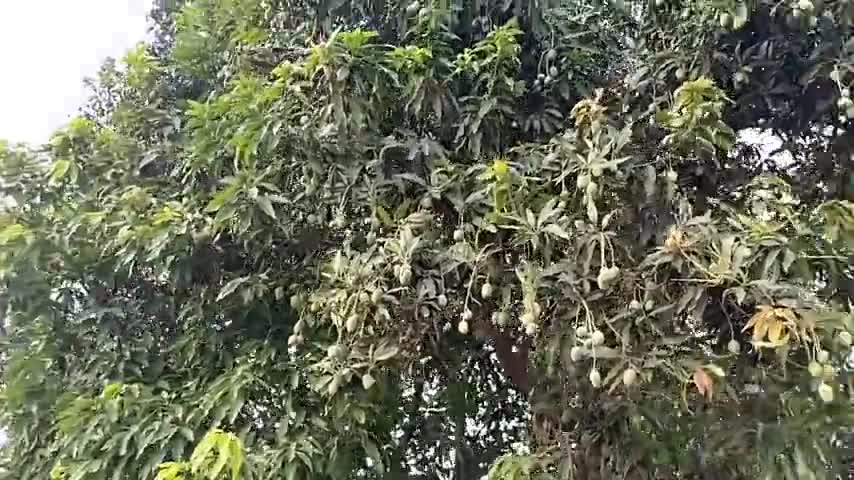 आम #फलों का #राजा #आम का हो गया #बेर जैसा #साईज ऐसी पड़ी #मौसम की मार !