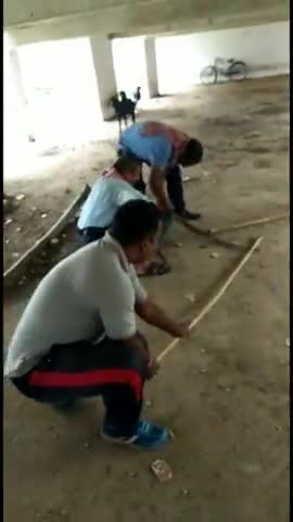सोनुआ: सोनुआ स्टेशन के निचे आया धामिन सांप
#sonua #live
